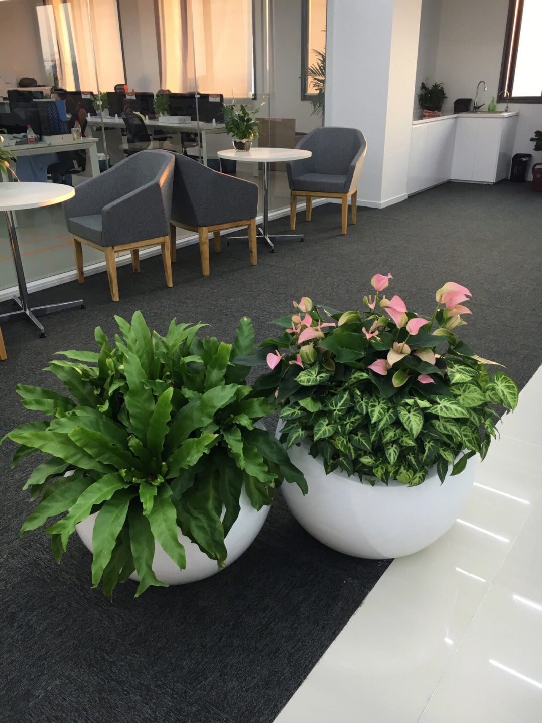 中山办公室租摆花卉绿植、中山市室内植物租赁 